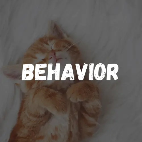 Cat Behavior