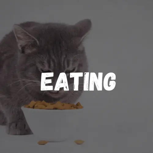 Cat Eating