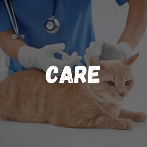 Cat Care