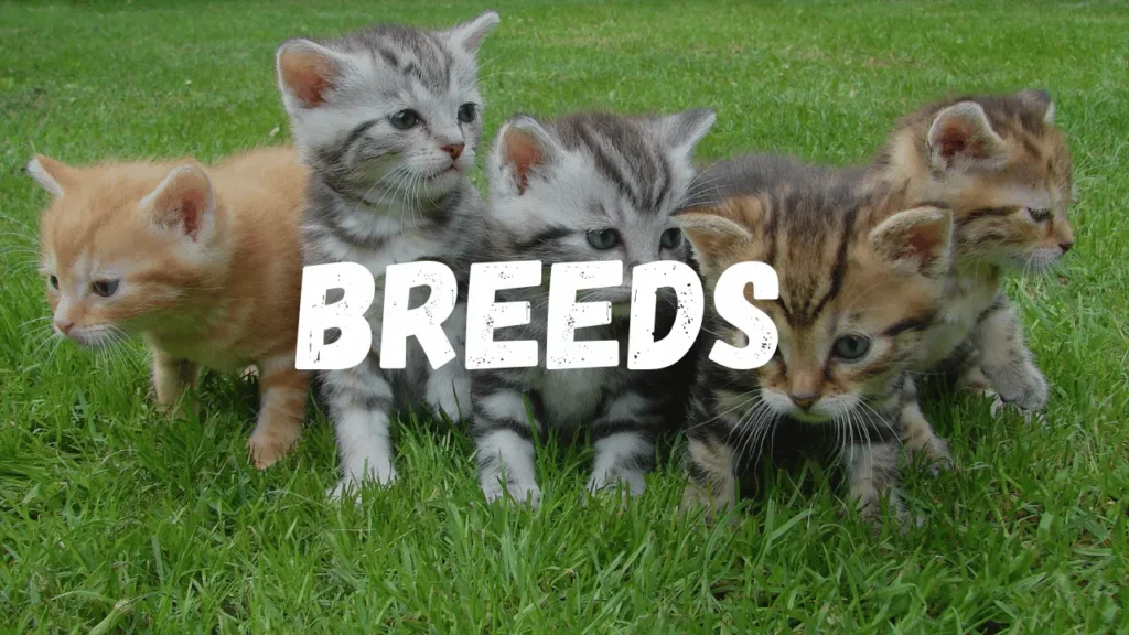 Cat Breeds