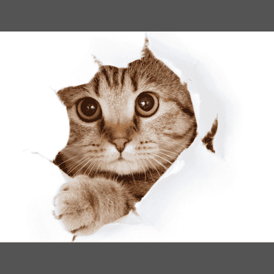 Cat Breeds with Spots: 5 Best Spotted Cats