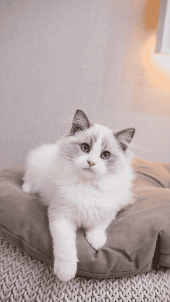 Cat Breeds with Spots: 5 Best Spotted Cats